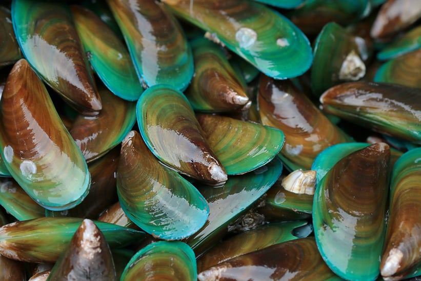 Asian green mussel